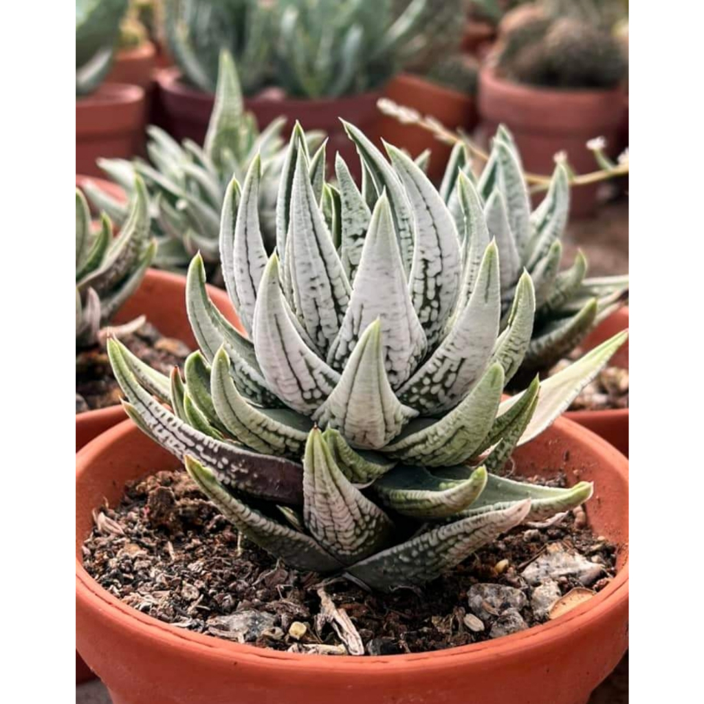 Chậu xương rồng móng rồng Haworthia - Haworthia Pumila Emperor