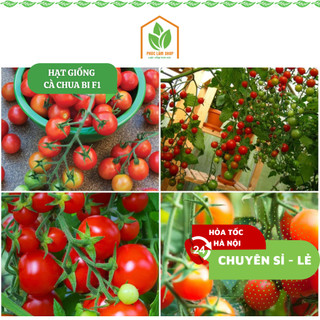 Hạt giống cà chua bi lùn đỏ Rado, cà chua cherry đỏ ngon ngọt - Hạt giống rau, củ, quả Phúc Lâm Shop