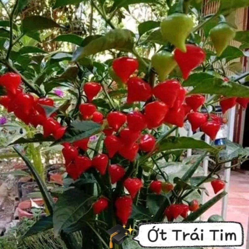 Hạt giống ớt trái tim,❤ hàng mỹ cực quý vừa làm kiểng và ăn