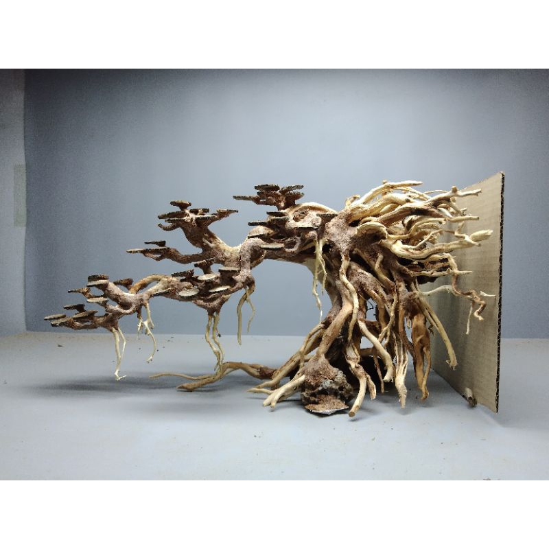 Cây gỗ lũa Bonsai Lát gỗ, rễ bám từ thành bể ra. gỗ Lũa Sa Quỳ. Dành cho bể thủy sinh