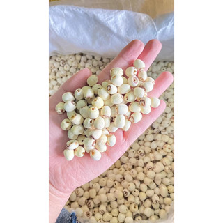 Hạt sen khô Huế loại 1 dùng nấu sữa hạt, nấu chè, hầm canh đều ngon 1kg