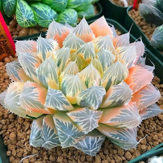 [ MAY ] Đá Khoáng MASATO ( MAI FAN )  Dùng Rải Mặt Chậu Cho Xương Rồng - Sen Đá...