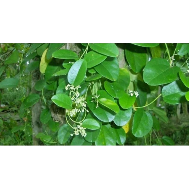 500gr Lá sâm tươi