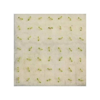 110 viên mút ươm hạt trồng rau thủy canh có lỗ tiện dụng