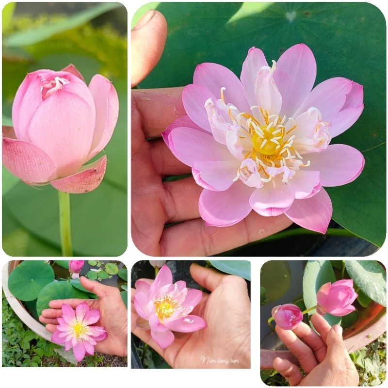 Củ sen mini spark mini Nhật.