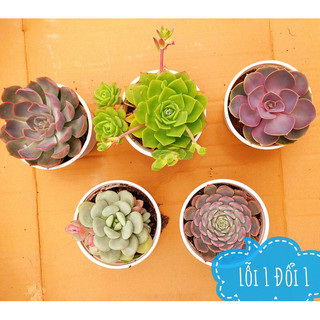 10 cây sen đá size trung 9cm-12cm lỗi 1 đổi 1
