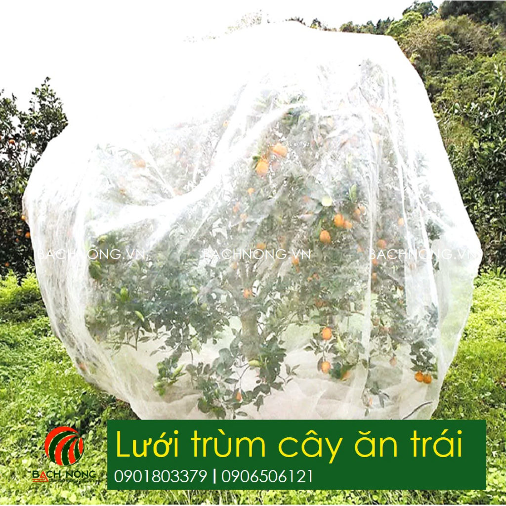 Tấm mùng lưới trùm cây ăn trái ngăn ruồi vàng ( May tấm lưới hình vuông)