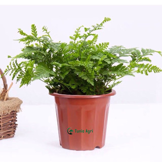 Chậu nhựa tròn trồng cây màu đỏ