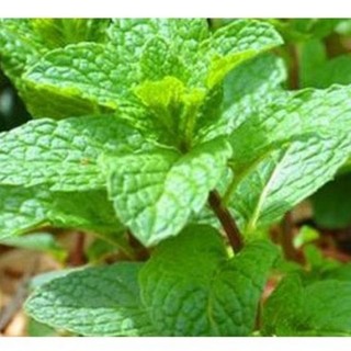 Gói 1gram hạt giống rau húng lũi