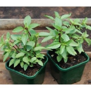10gram hạt giống rau quế thơm