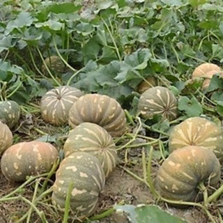 2gram hạt giống bí đỏ tròn dẻo ngọt