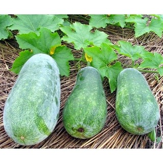 1gram hạt giống bí đao chanh cao sản