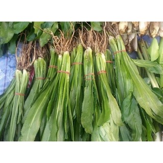 Cây Mùi tàu, Ngò gai
