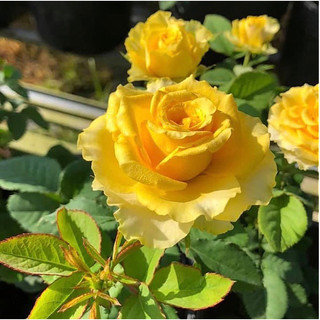 Hoa hồng bui Shell Rose - hoa màu vàng, lâu tàn