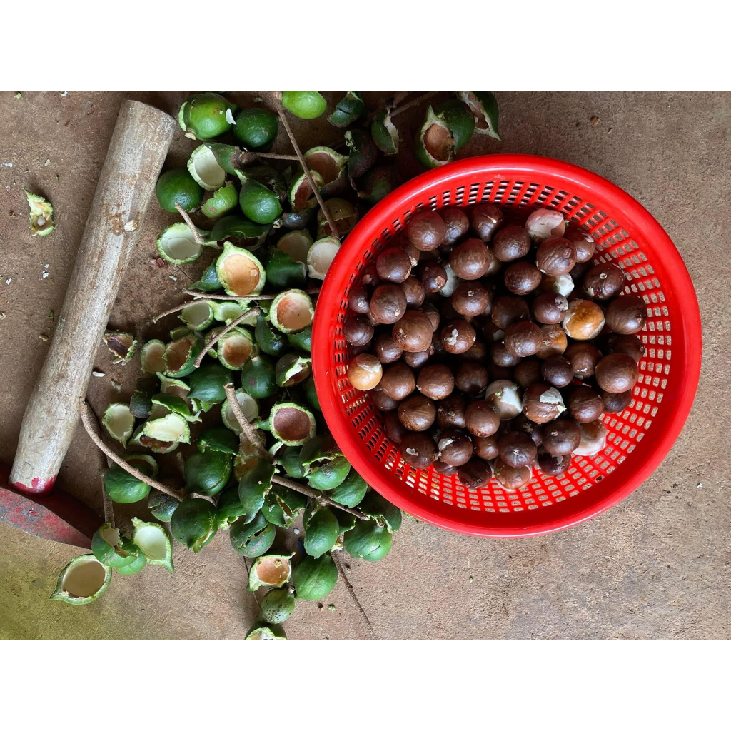 Hạt Macca Tươi Tại Vườn ORGANIC Loại 1