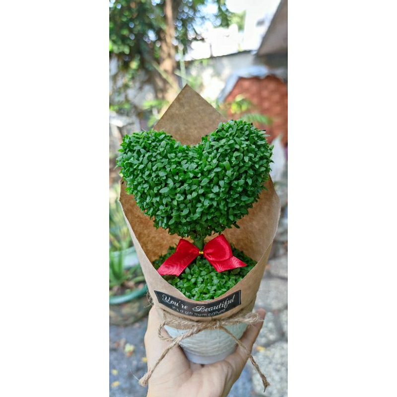 Cây may mắn trái tim cây thật