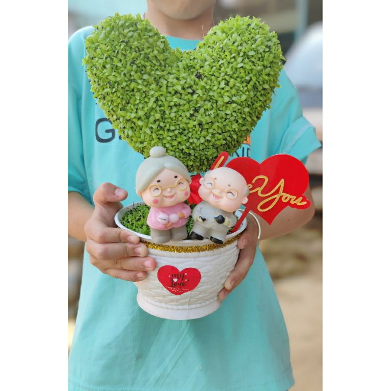 Cây may mắn trái tim cây thật