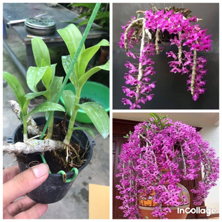 hoa lan trầm tím thuần chậu