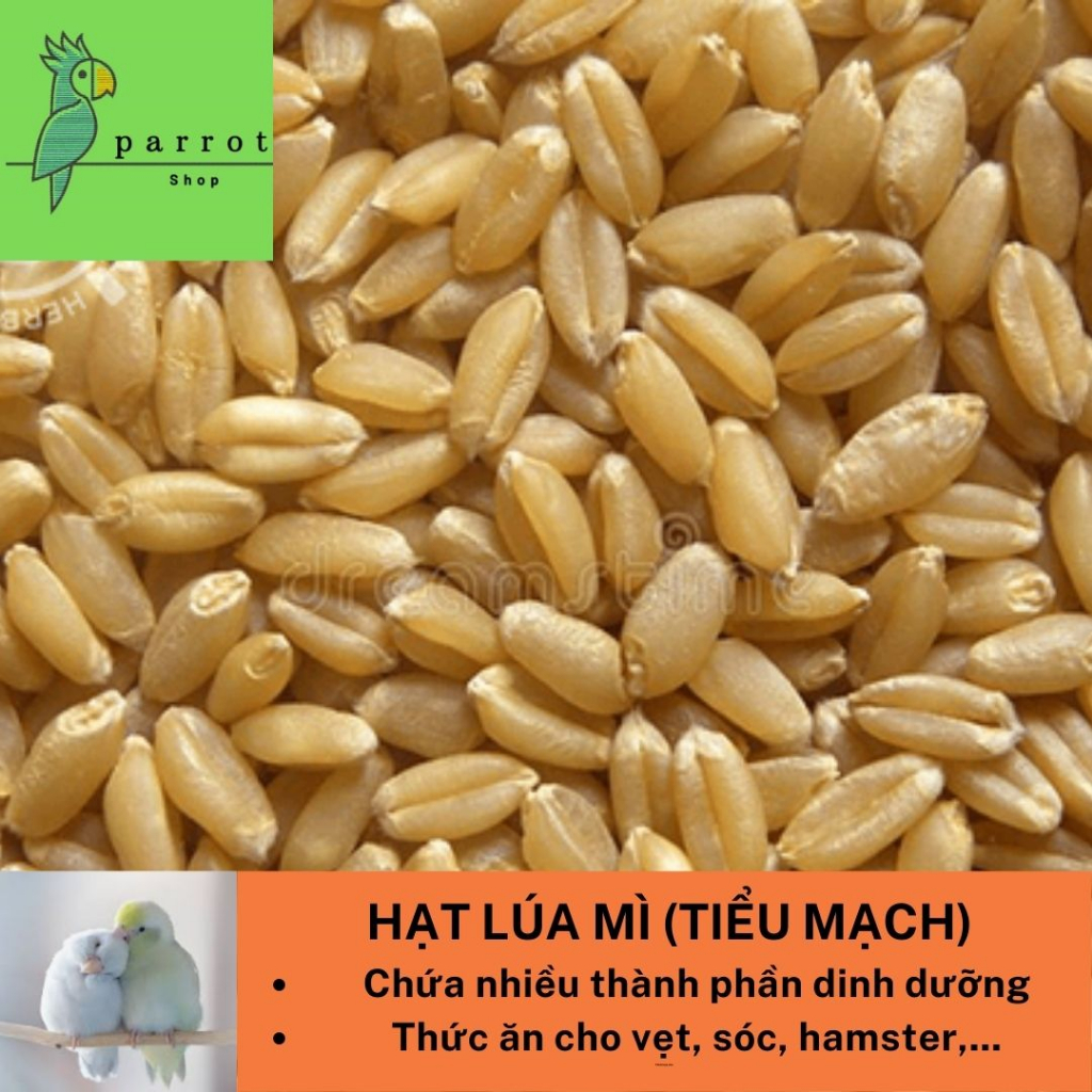 Hạt lúa mì (tiểu mạch) cho vẹt, chim cảnh, bồ câu, hamster...