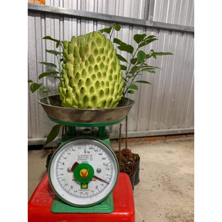 Cây na dứa thơm ngon quả to chuẩn F1