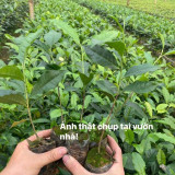 CÂY CHÈ XANH GIỐNG ( tặng kèm phân bón khi mua từ 10 cây)