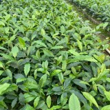 CÂY CHÈ XANH GIỐNG ( tặng kèm phân bón khi mua từ 10 cây)