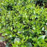 CÂY CHÈ XANH GIỐNG ( tặng kèm phân bón khi mua từ 10 cây)