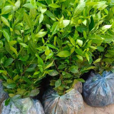 CÂY CHÈ XANH GIỐNG ( tặng kèm phân bón khi mua từ 10 cây)