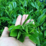 CÂY CHÈ XANH GIỐNG ( tặng kèm phân bón khi mua từ 10 cây)