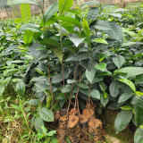 COM BO 10 CÂY CHÈ XANH GIỐNG ( TẶNG KÈM PHÂN BÓN)