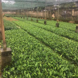 COM BO 10 CÂY CHÈ XANH GIỐNG ( TẶNG KÈM PHÂN BÓN)