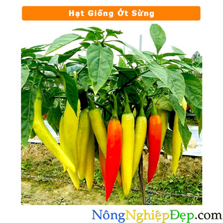 Hạt giống ớt sừng dễ trồng - cây nảy mầm nhanh