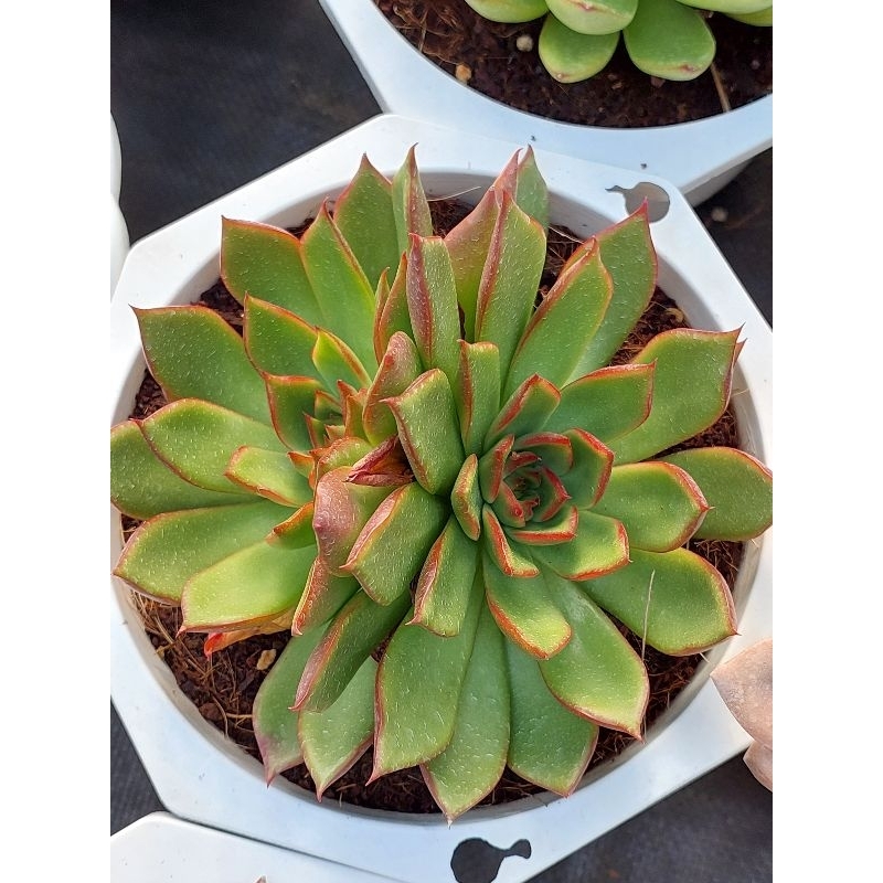 Sen đại 18cm thuần xứ nóng giá rẻ