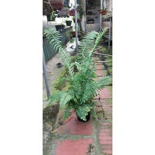 Cây  dương xỉ