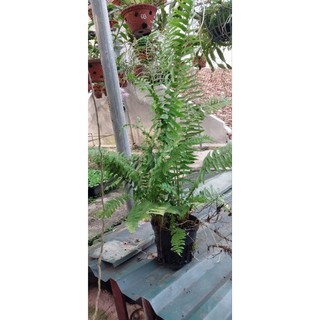 Cây  dương xỉ