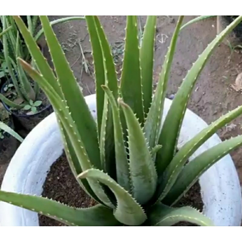Nha đam Mỹ cây cao 22cm - 27cm