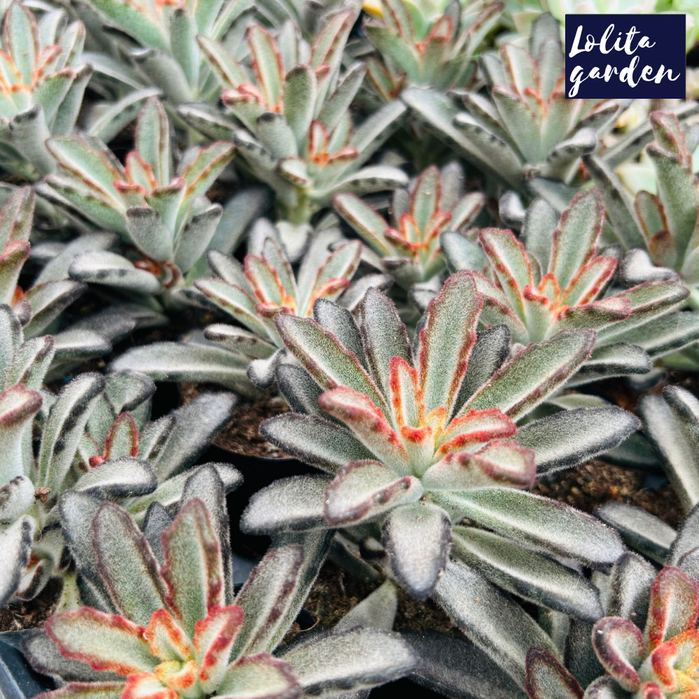 Sen đá nhung lông Đà Lạt size bé cây cảnh trang trí nhà cửa Lolita garden