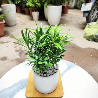 Tùng la hán mini de bàn cực xinh 123