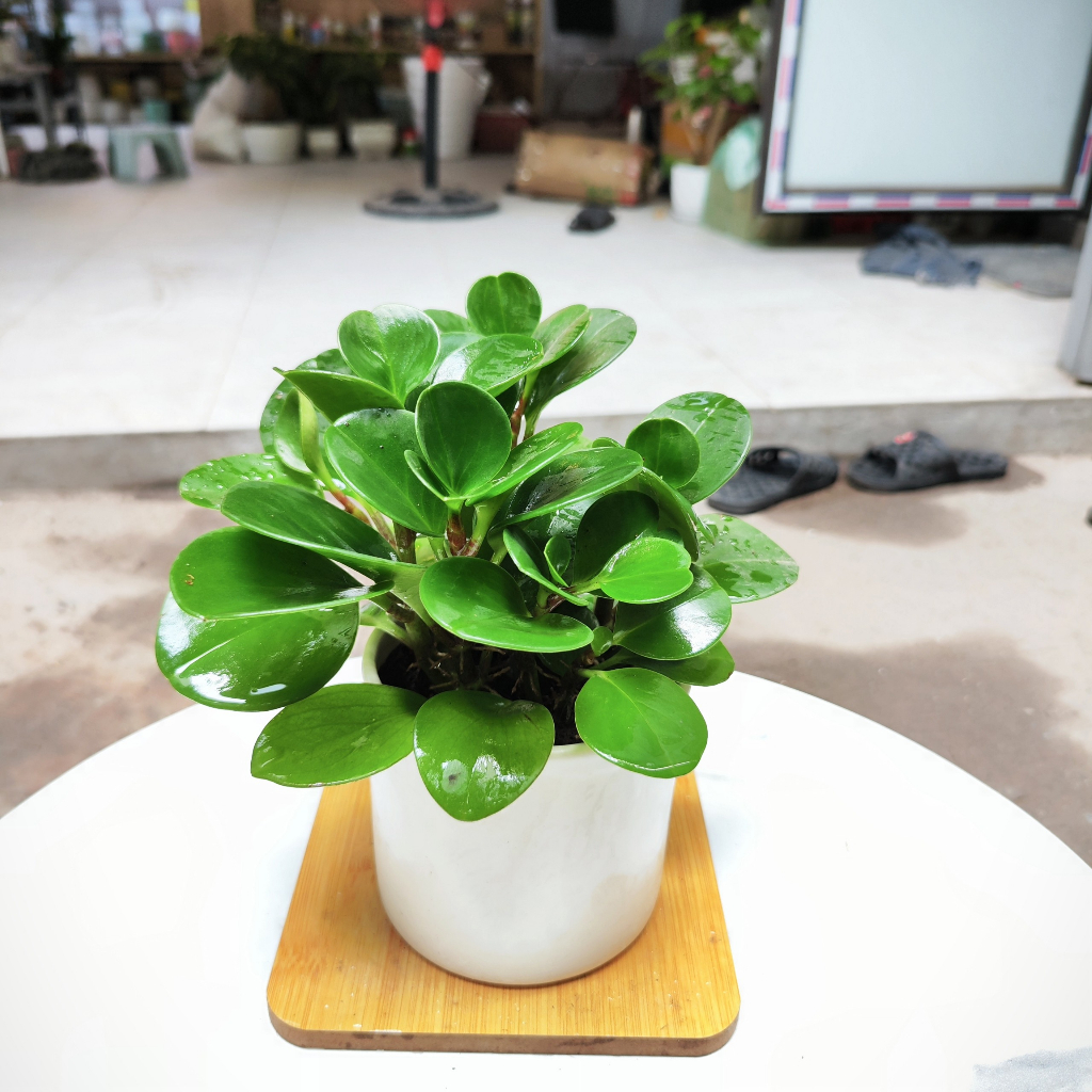 Cây trương sinh để bàn may mắn tăng sức khỏe cây phong thủy nội thất cao 25cm 123