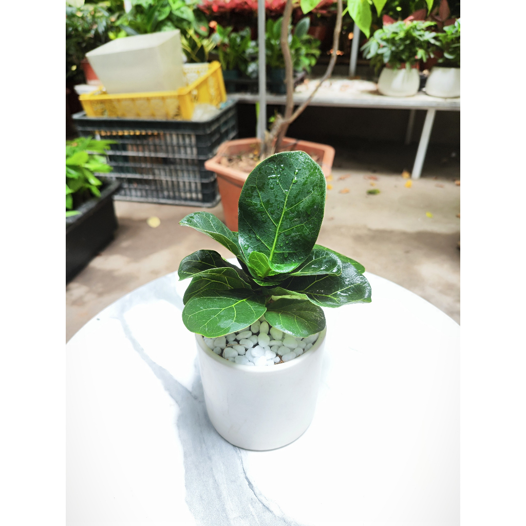 Bàng singgapore phong thủy để bàn cực xinh