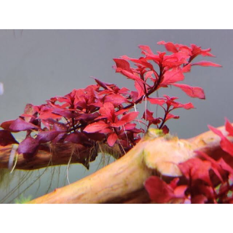 CÂY TÂN ĐẾ TÀI HỒNG -20k/15ngọn