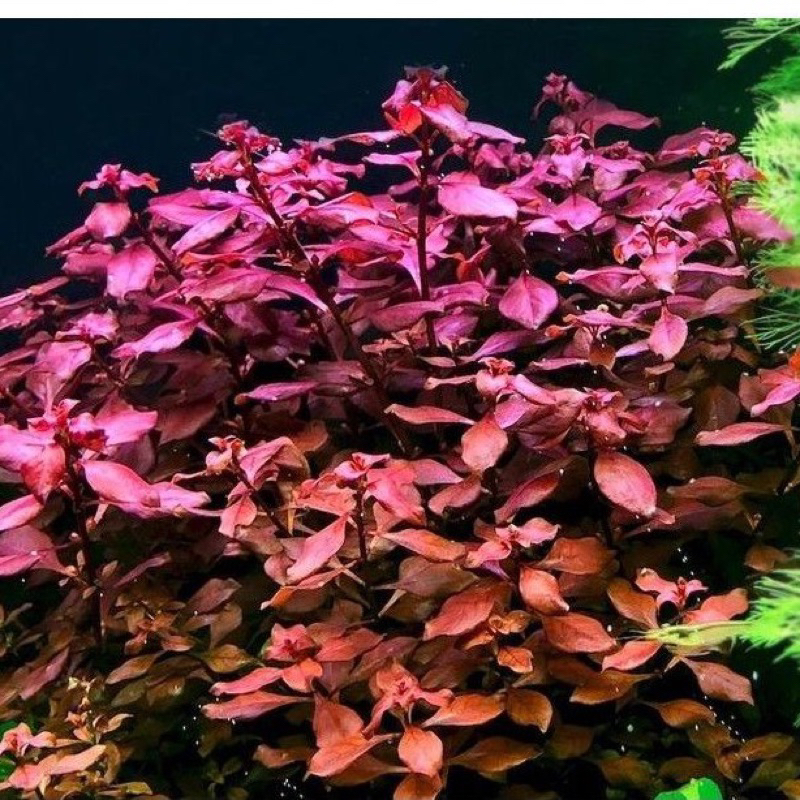 CÂY TÂN ĐẾ TÀI HỒNG -20k/15ngọn