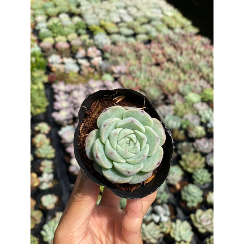 Sen đá Red Velvet Size bầu Hư 1 Đổi 1