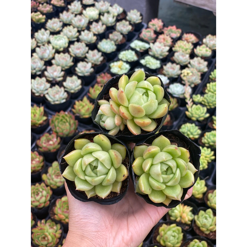 Sen đá Đế xanh size bầu 5cm Hư 1 đổi 1