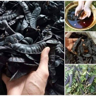 BỒ KẾT KHÔ 100  gam ( Bồ Kết Lép Xông Nhà )