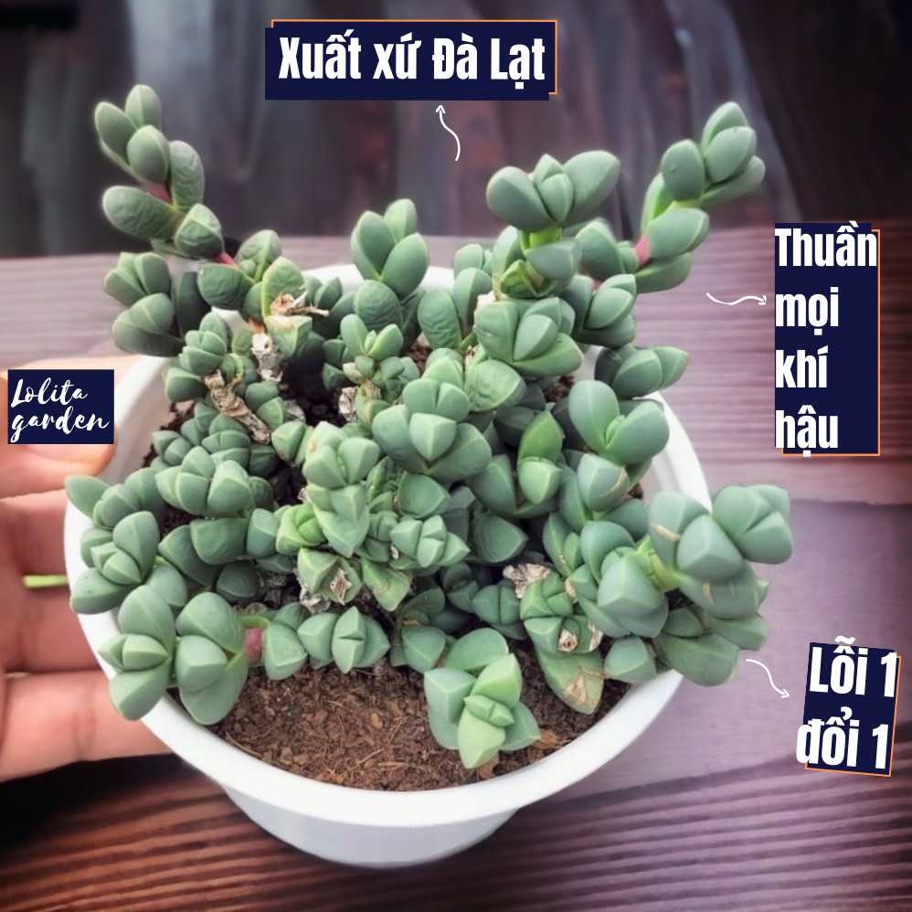 Sen đá tim Đà Lạt size trung bình cây cảnh trang trí nhà cửa Lolita garden