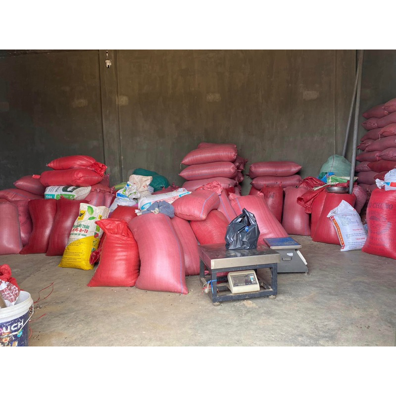 Đậu đen xanh lòng hạt nhỏ - của người dân bản địa Tây Nguyên