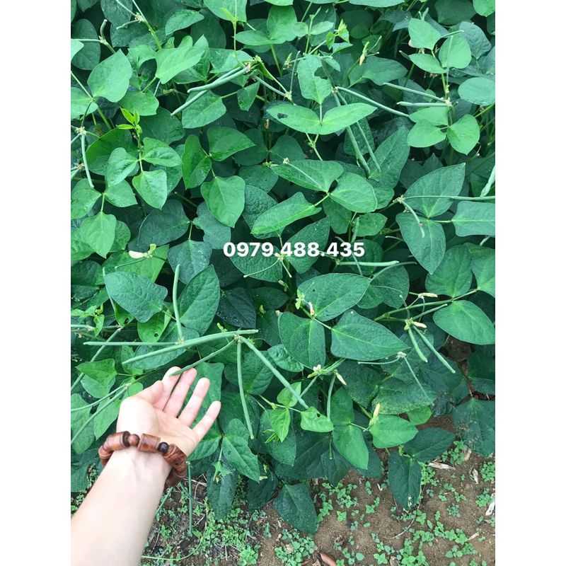 Đậu đen xanh lòng hạt nhỏ - của người dân bản địa Tây Nguyên