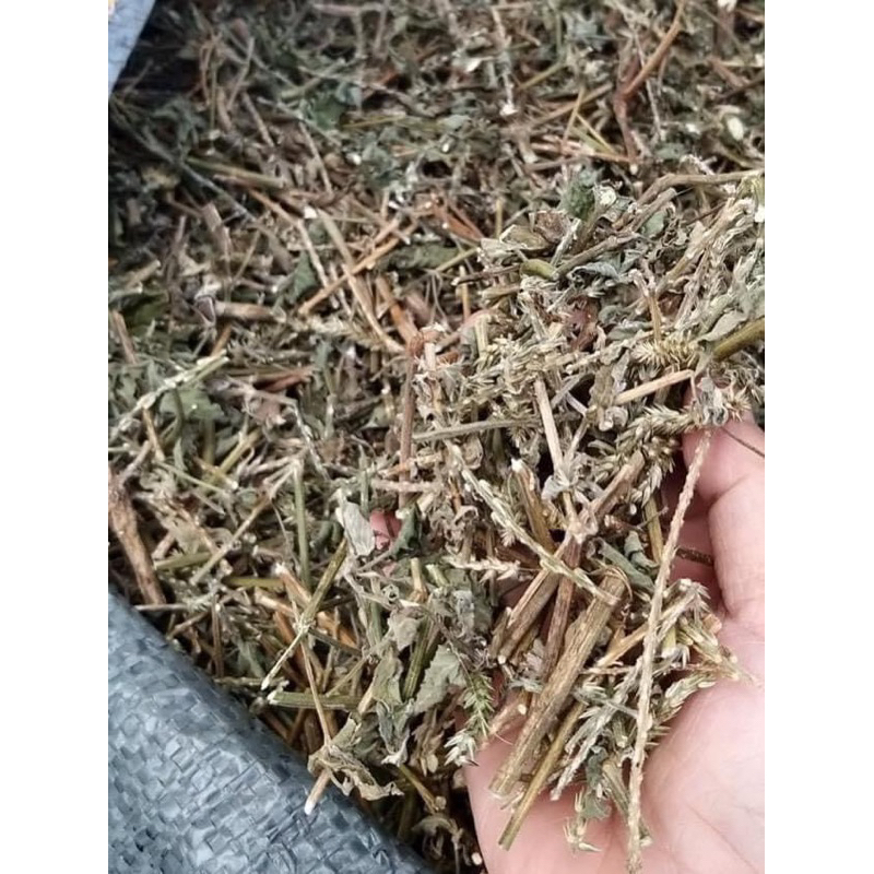 1Kg Cây Cỏ Xước hỗ trợ mát gan, thận, thanh nhiệt, mỡ máu