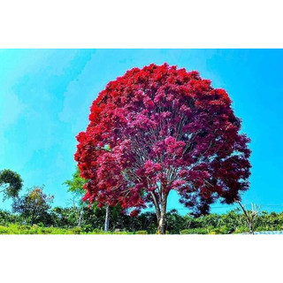 Cây lim lá thắm